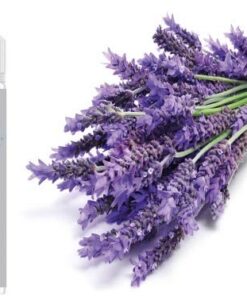 Lavendel Aroma Konzentrat - Vegan - Sasami - 100ml