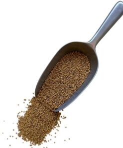 Kräutertee Weißer Senf 1 KILO ganze Samen.