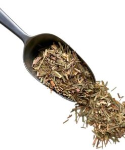 Kräutertee Zitronengras Pflanze 1 KILO Cymbopogon citratus.