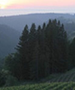 Pinot Noir Savoy Vineyard - 2015 - Littorai