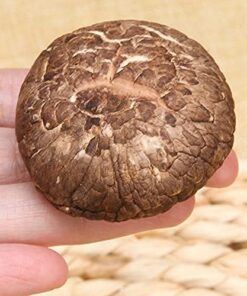Trockener Shiitake-Speisepilz Winterpilz Pilze sind köstlich nahrhaft (100g)