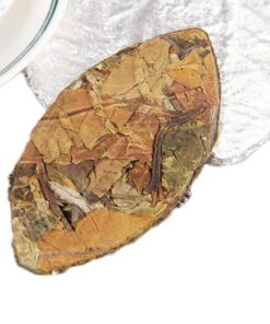 Yunnan Alpine Ancient Tree Weißer Tee Bio Golden Leaf Sonne Sonnenweißer Tee 500g