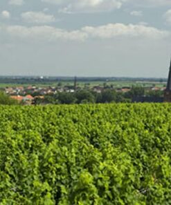 Riesling Deidesheimer Kieselberg Grosses Gewächs - 2018 - Mosbacher