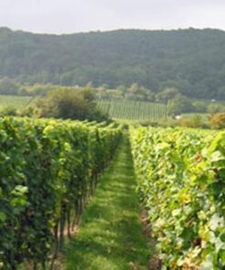 Mosbacher Riesling Forster Pechstein Grosses Gewächs 2020