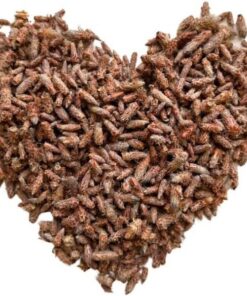Kräutertee KIEFERKNOSPE extra 100 GRS ENTIERTE KIEFERKNOSPE Pinus sylvestris.