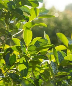 Mate Strauch - Ilex Paraguariensis - 10 Frische Samen - Für den berühmten Mate Tee
