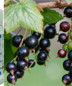 Johannisbeere schwarz - Cassis Aroma Konzentrat - Vegan - Sasami - 100ml